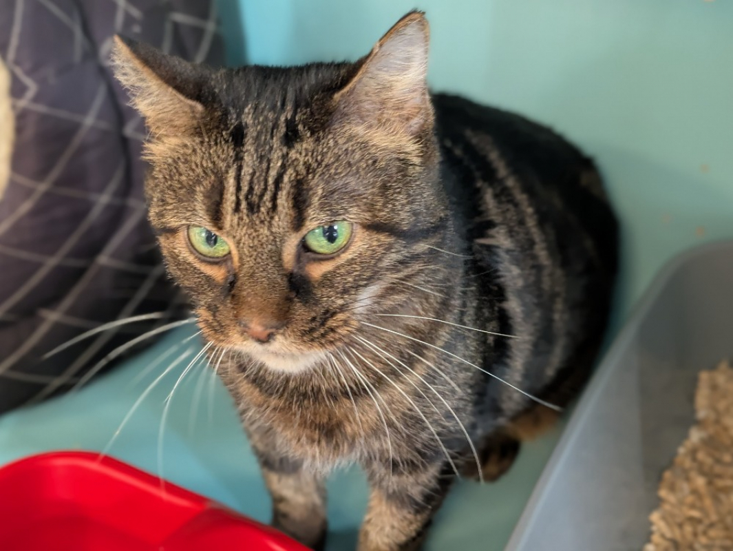 Photo #1 de Chataigne