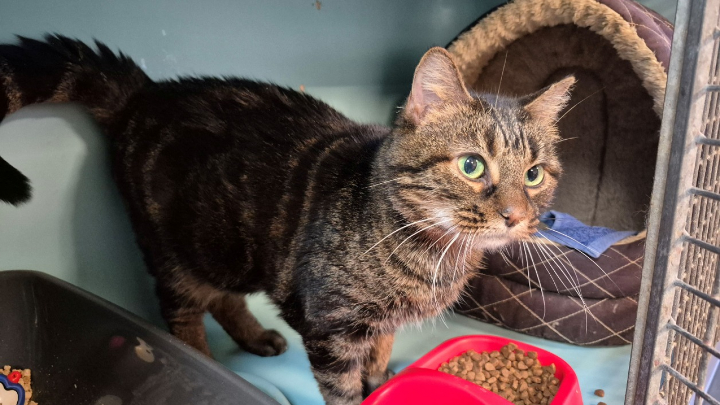 Photo #2 de Chataigne bilan sanguin