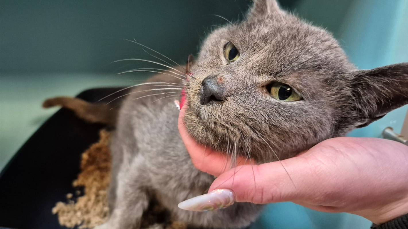 Photo #1 de Feliz extraction