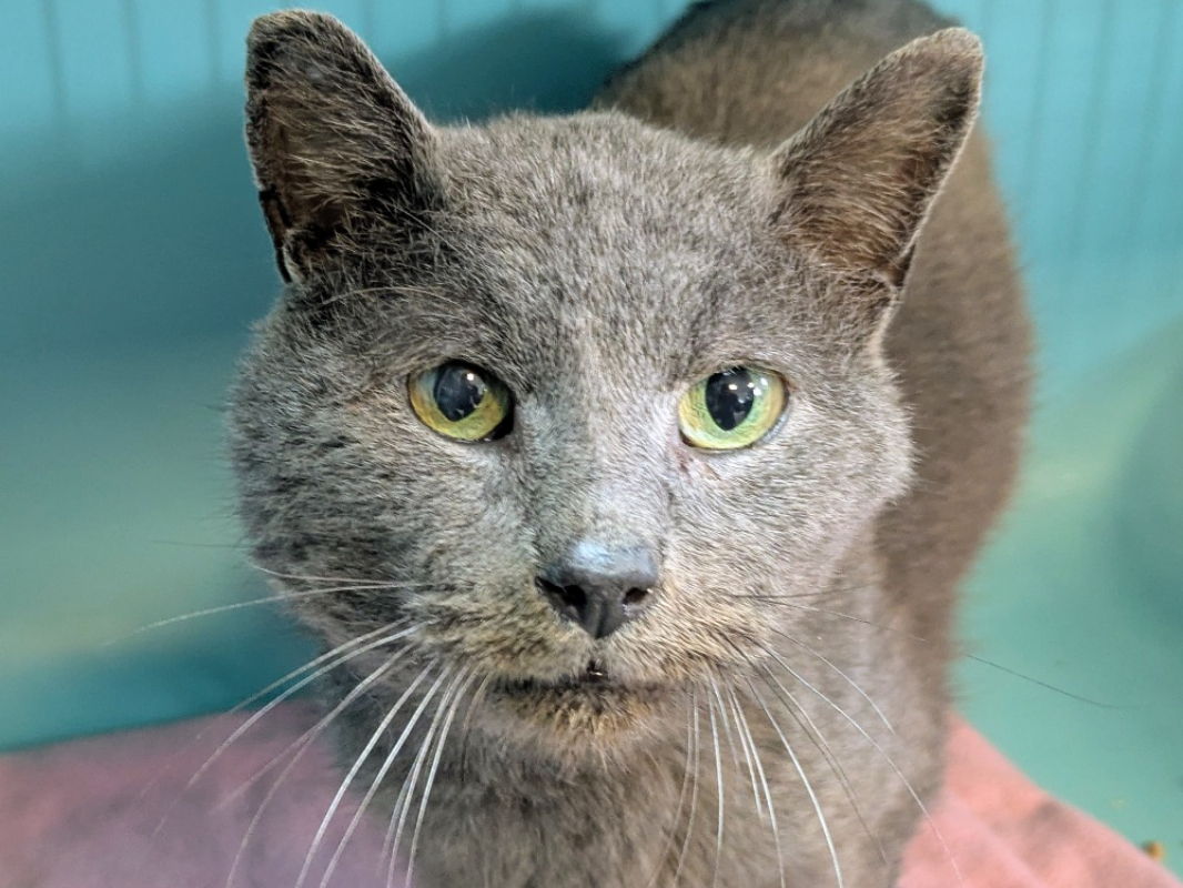 Photo #2 de Feliz extraction