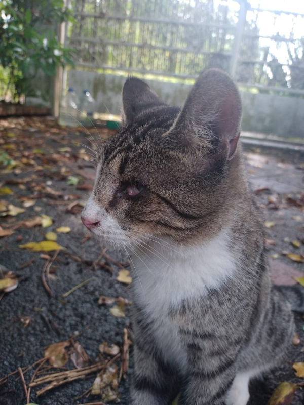 Photo #2 de Oeil de lynx