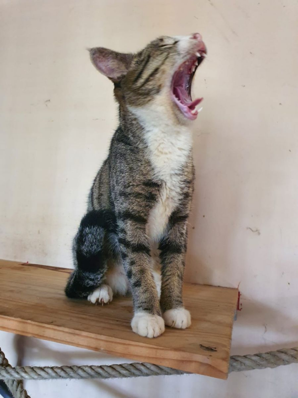 Photo #3 de Oeil de lynx