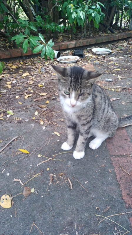 Photo #4 de Oeil de lynx