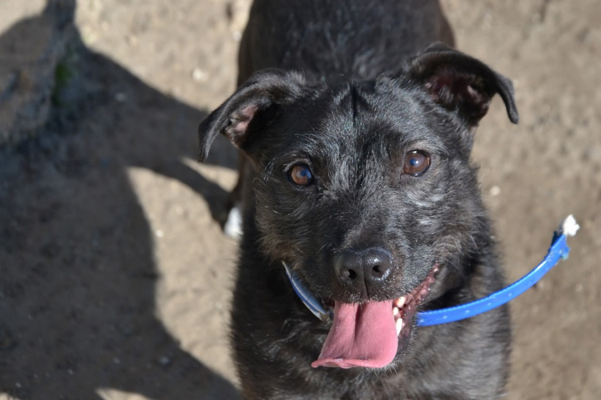 Photo #2 de Cookie
