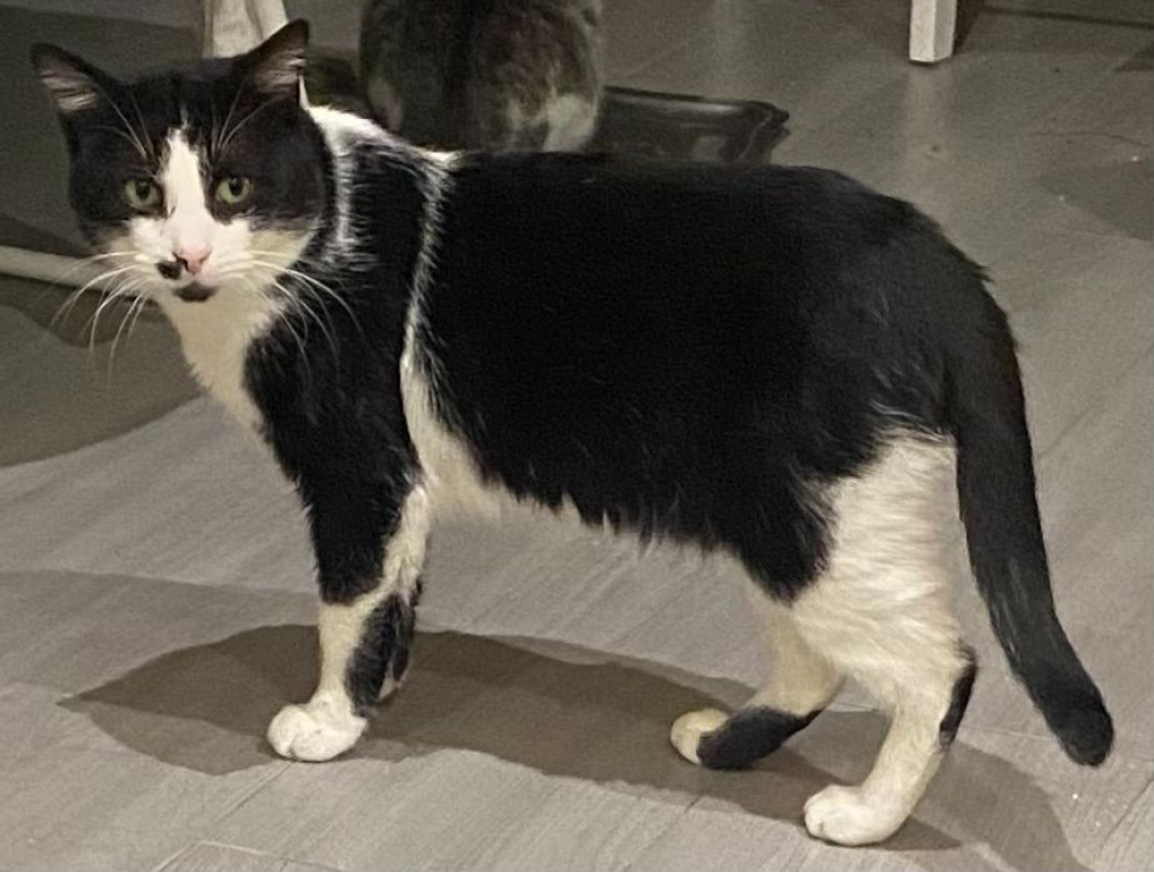 Photo #2 de Moustache