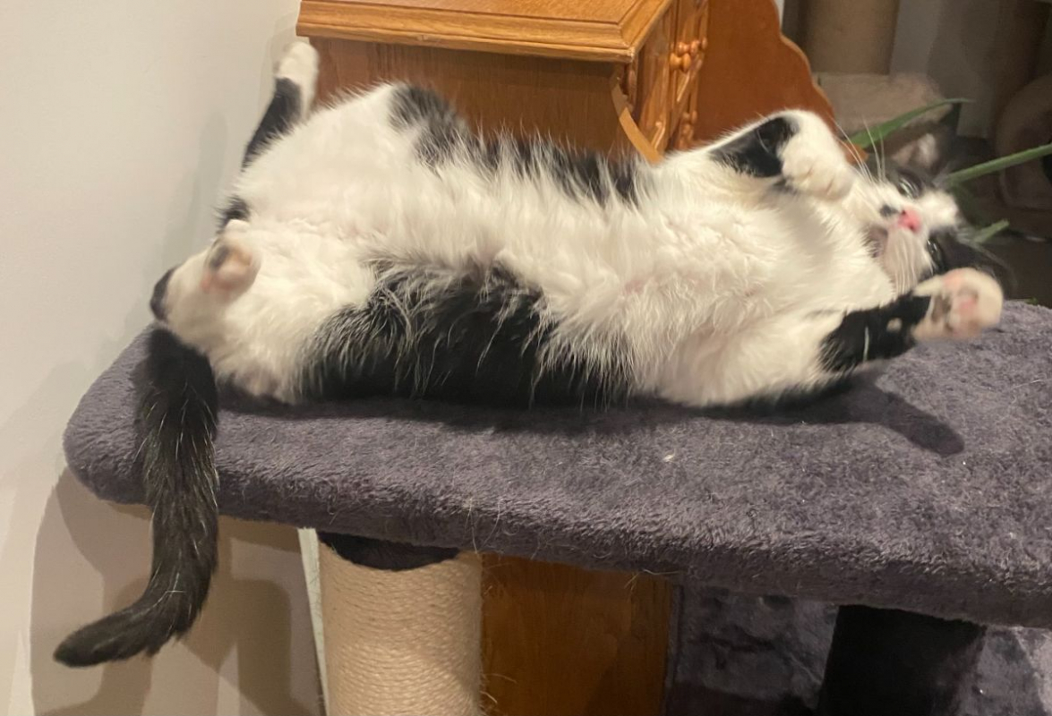 Photo #3 de Moustache