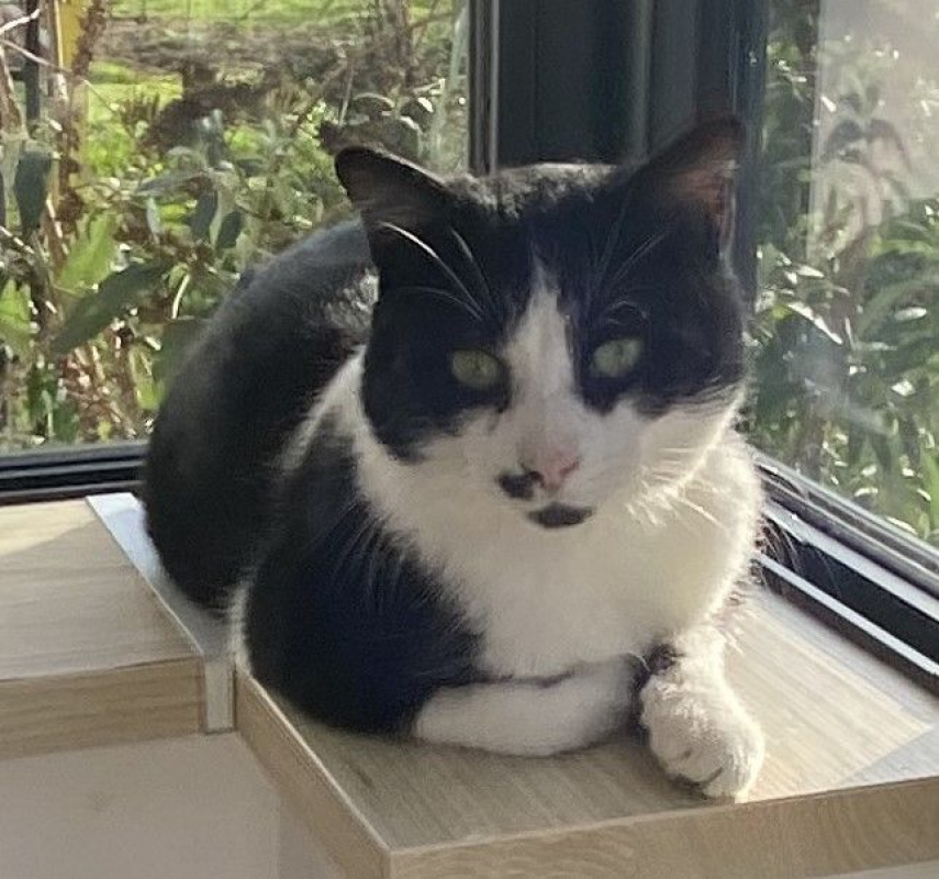 Photo #5 de Moustache