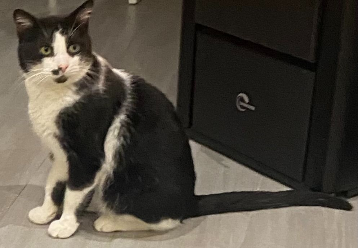 Photo #6 de Moustache