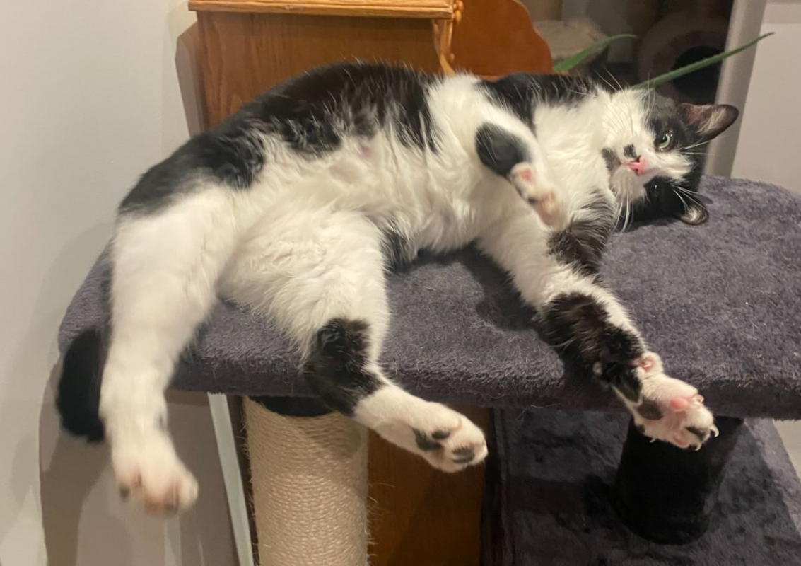 Photo #7 de Moustache