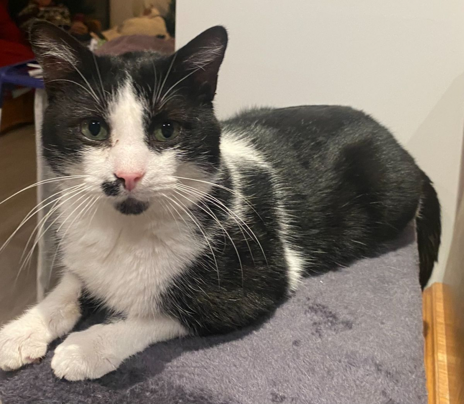 Photo #8 de Moustache