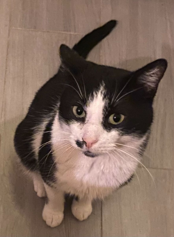 Photo #10 de Moustache