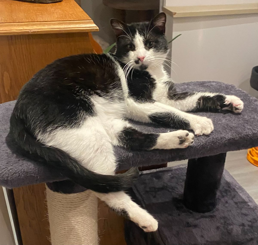 Photo #11 de Moustache