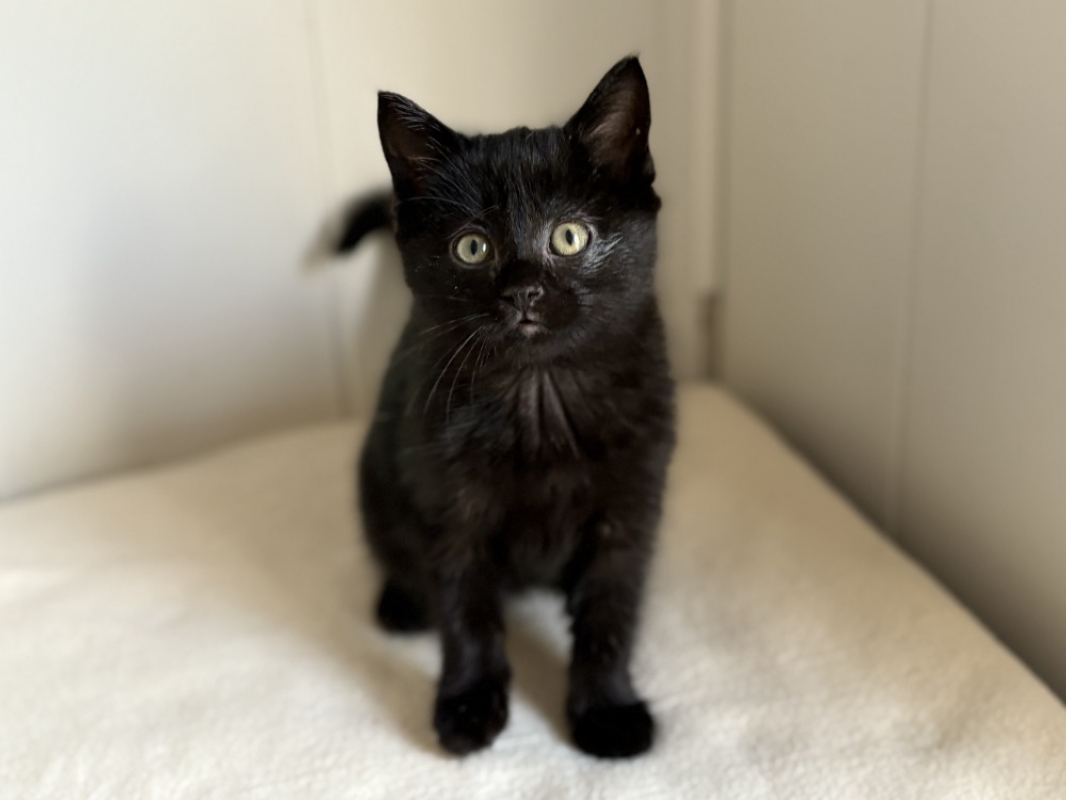 Photo #1 de Iridessa