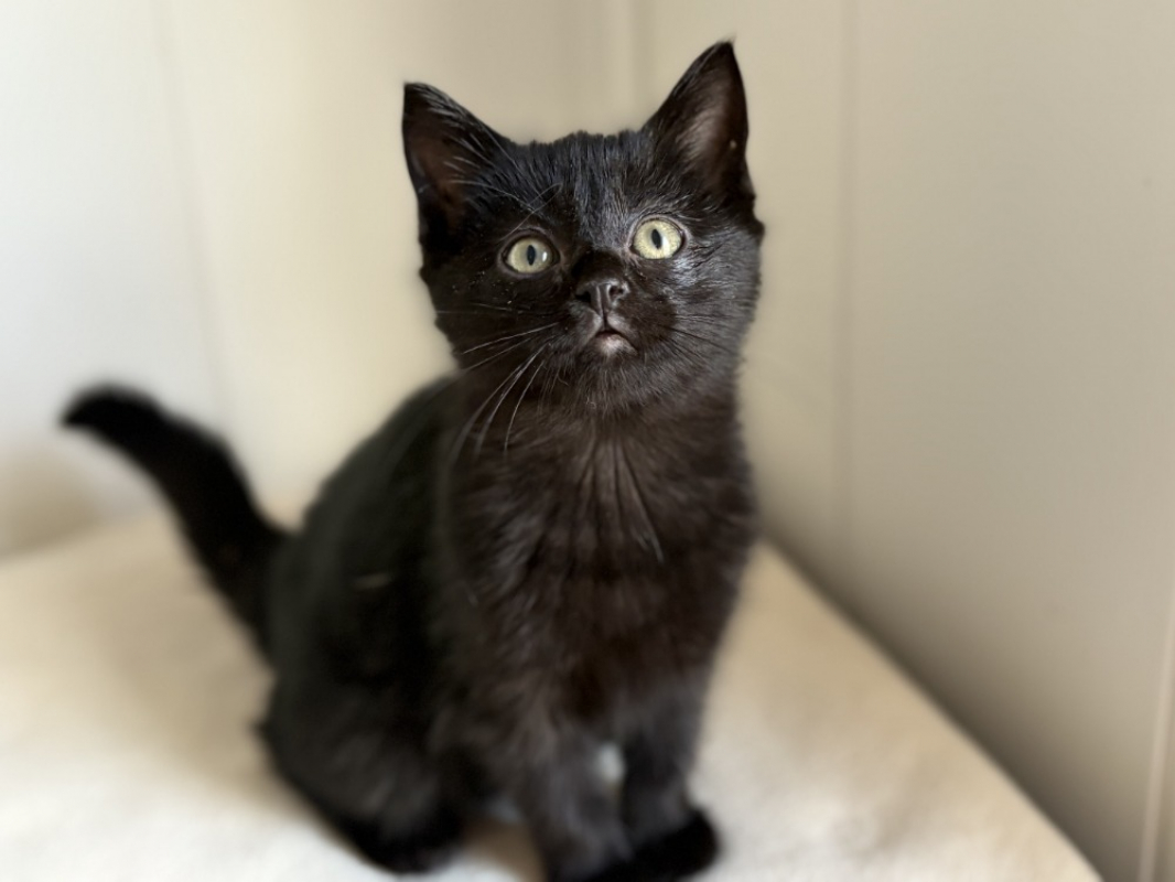 Photo #3 de Iridessa