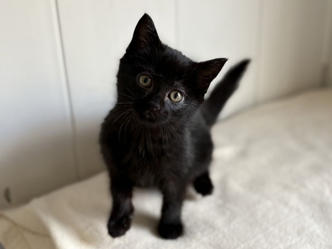 Photo #4 de Iridessa