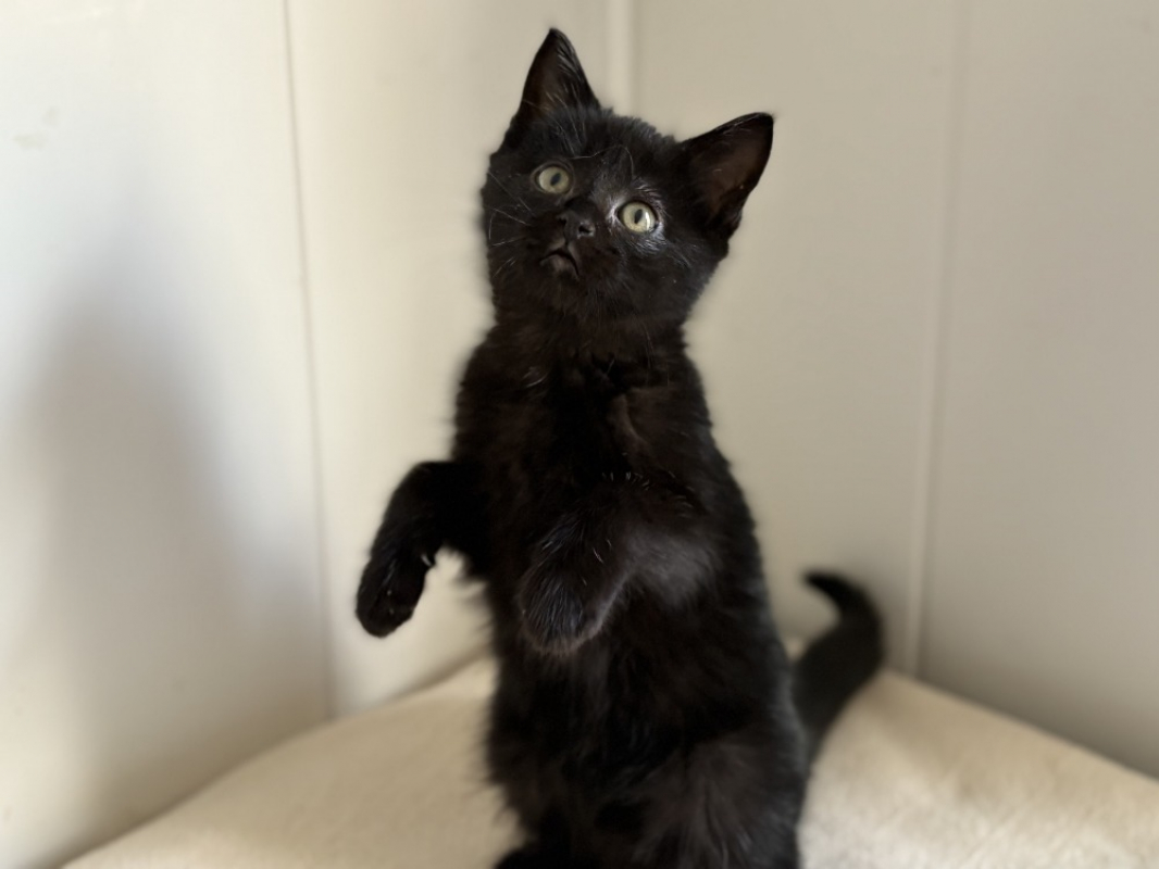 Photo #2 de Iridessa