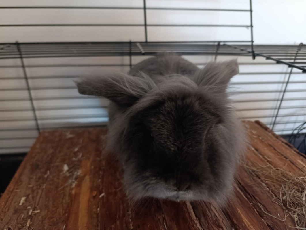 Photo #1 de Meringue