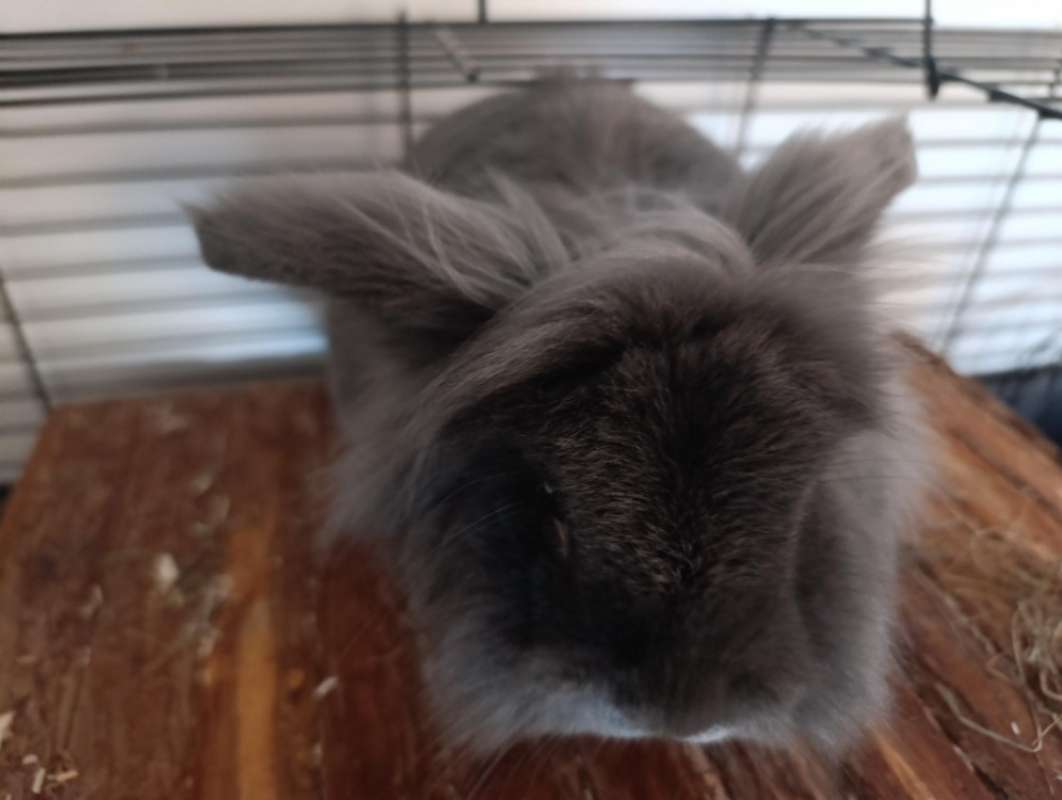 Photo #2 de Meringue