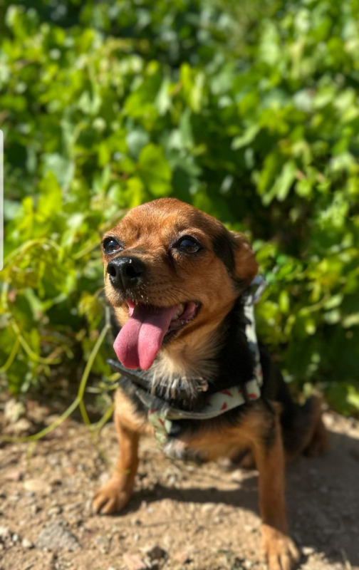 Photo #1 de RASPUTIN