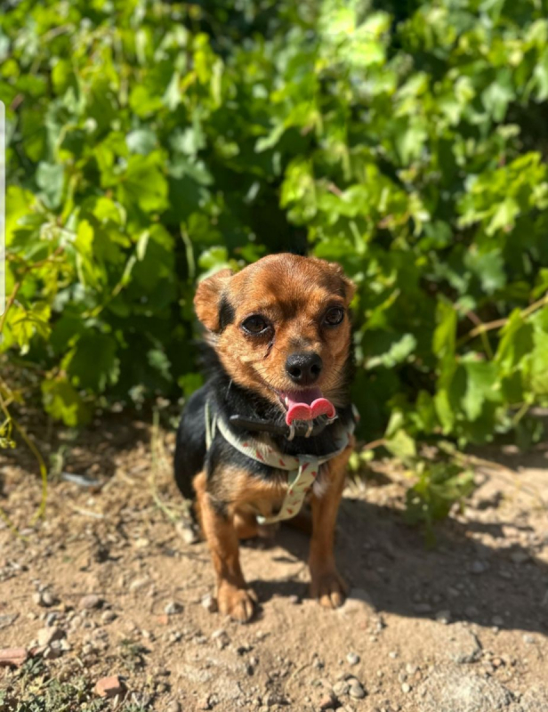 Photo #2 de RASPUTIN