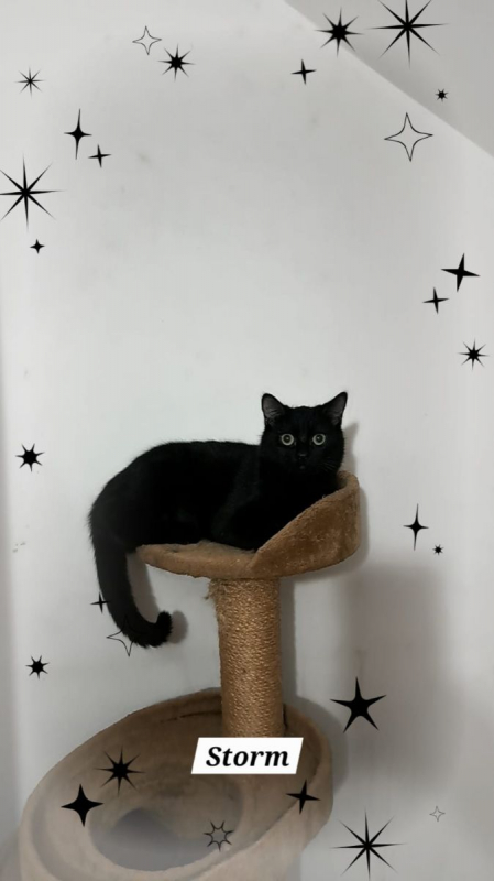 Photo #1 de Automne et Storm