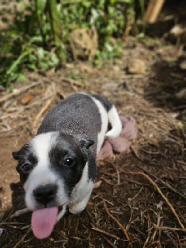 Photo #3 de Panda