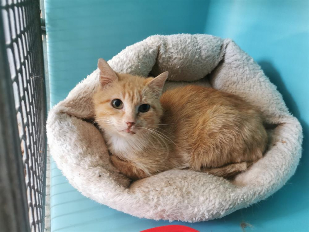 Photo #1 de Ageratum