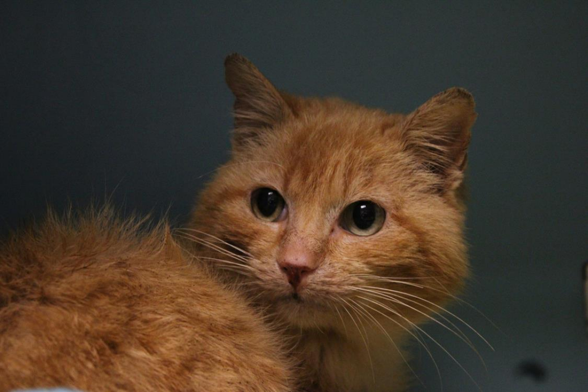 Photo #2 de Ageratum