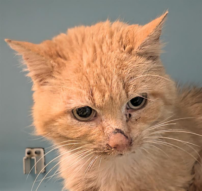 Photo #3 de Ageratum