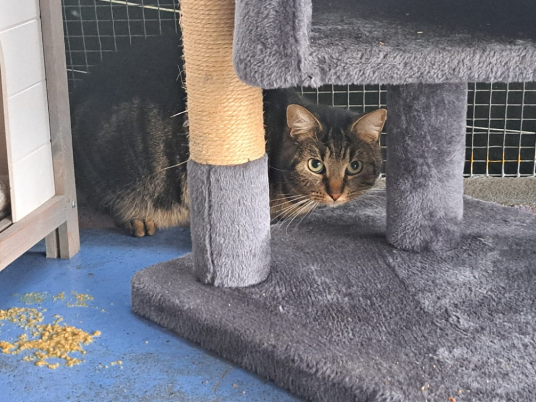 Photo #1 de Noisette