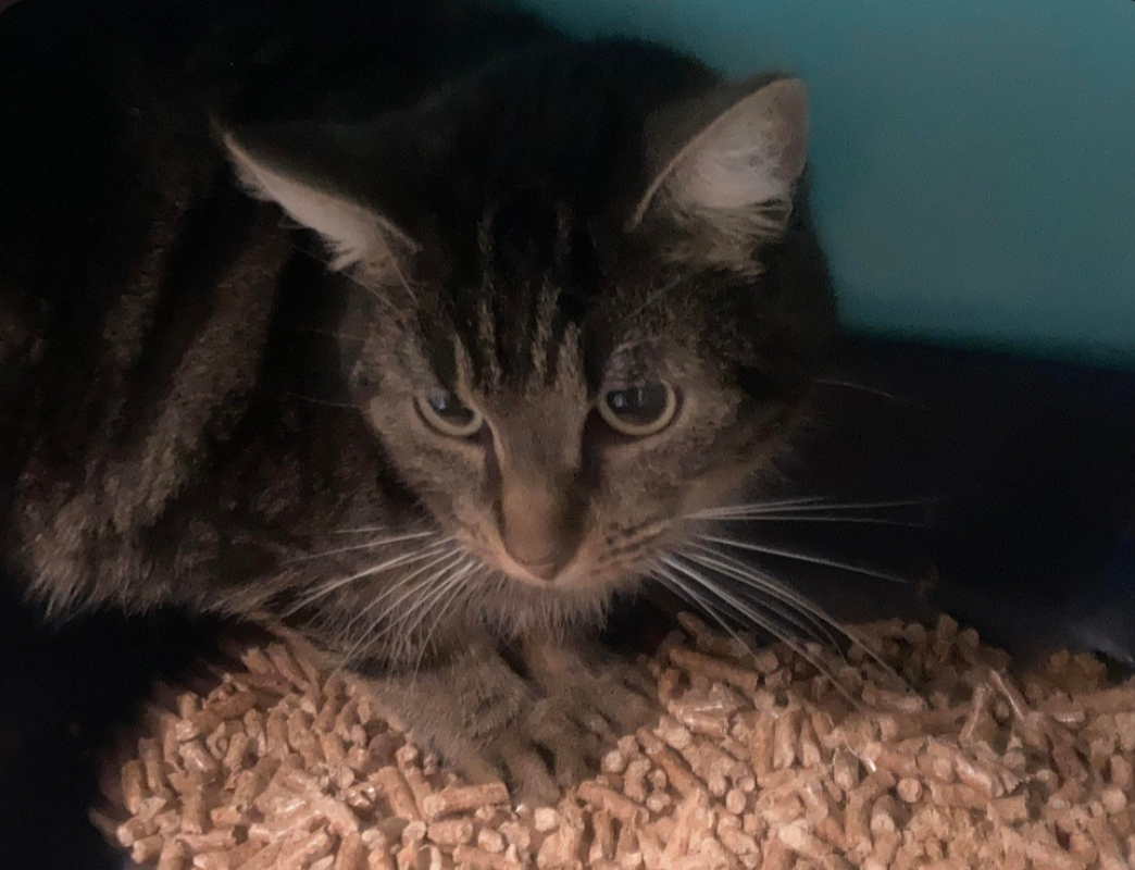 Photo #2 de Noisette