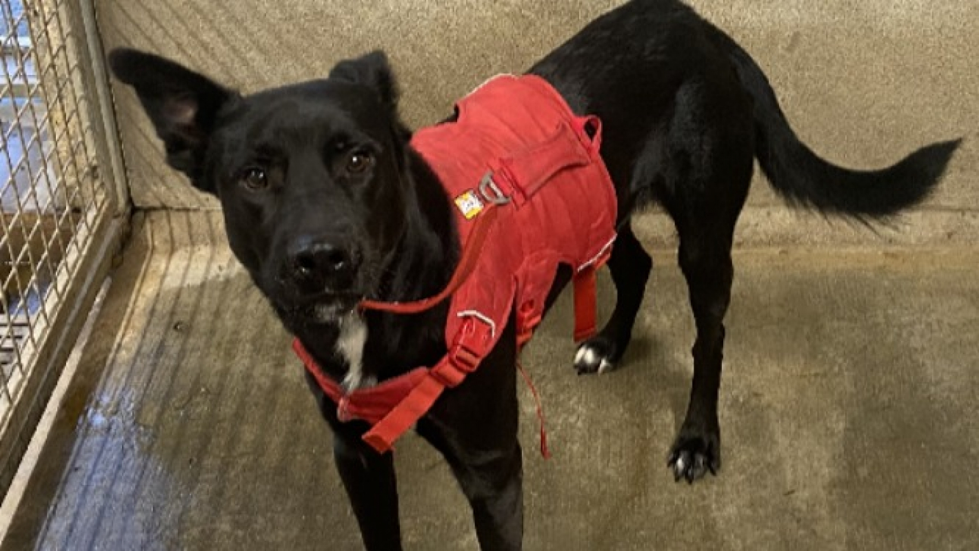 Photo de Evrest dit volt