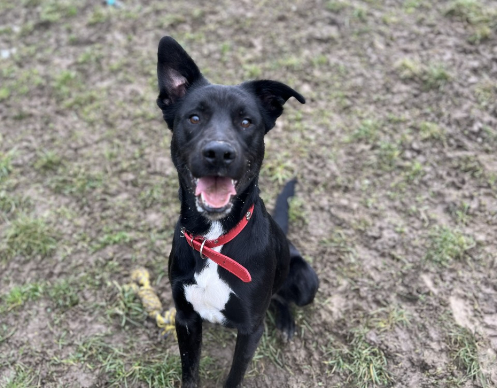 Photo de Evrest dit volt