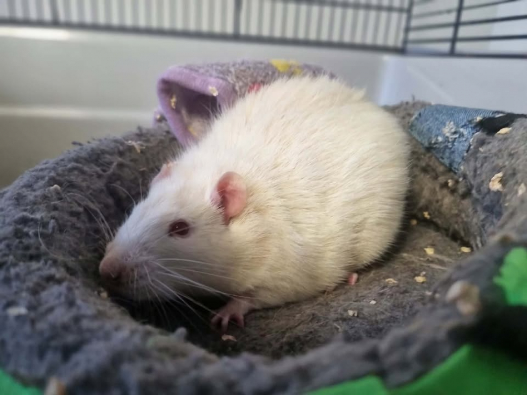 Photo #1 de Tatouille