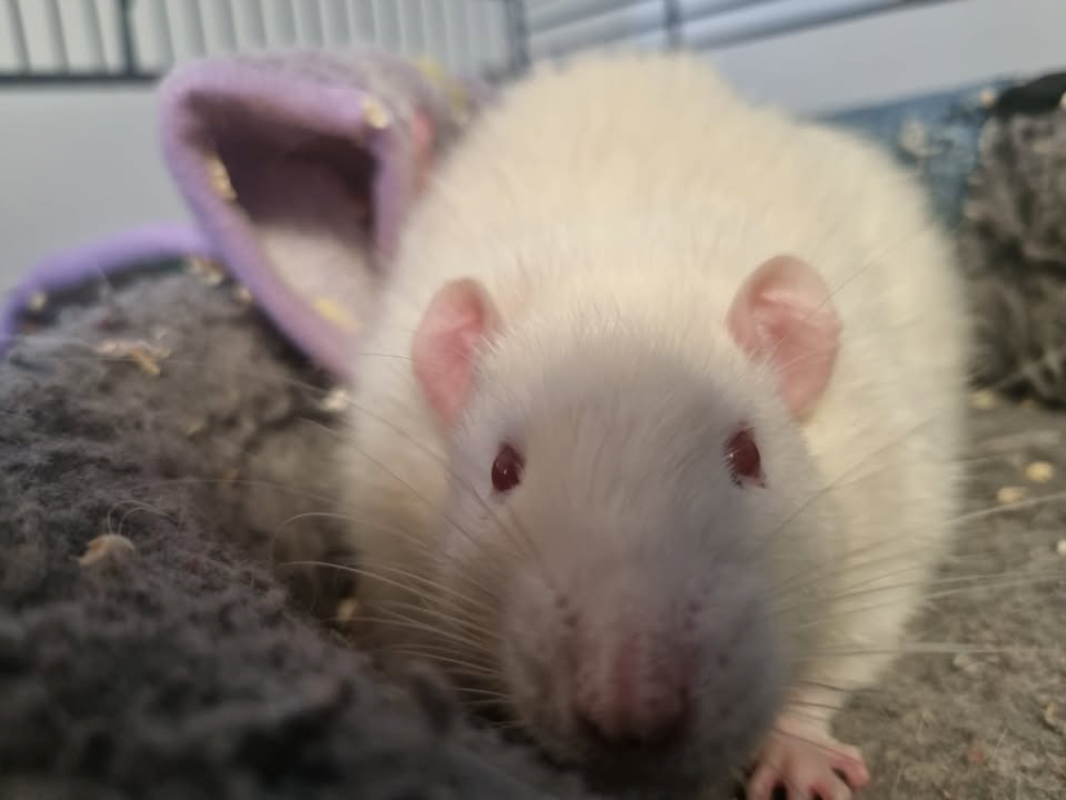 Photo #2 de Tatouille