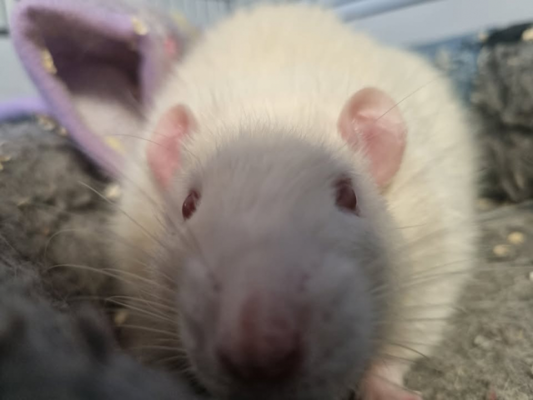 Photo #3 de Tatouille