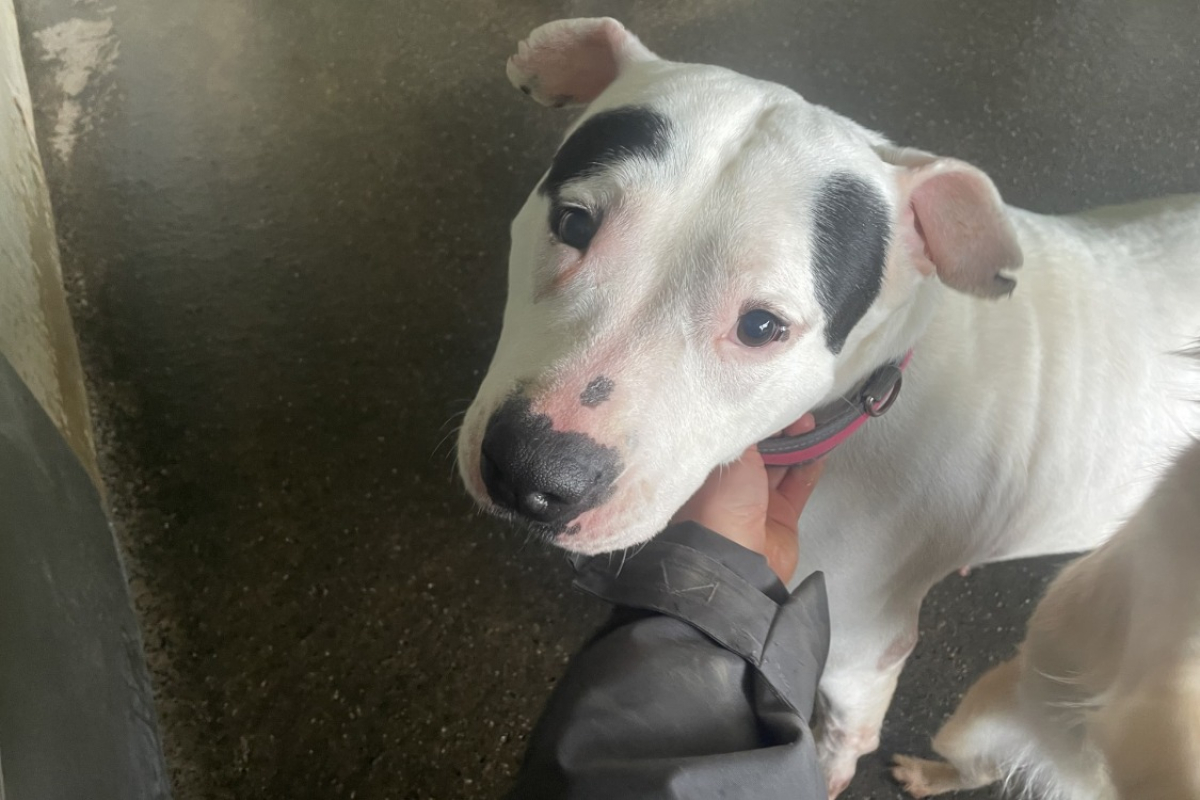 Photo de Plume adoption duo