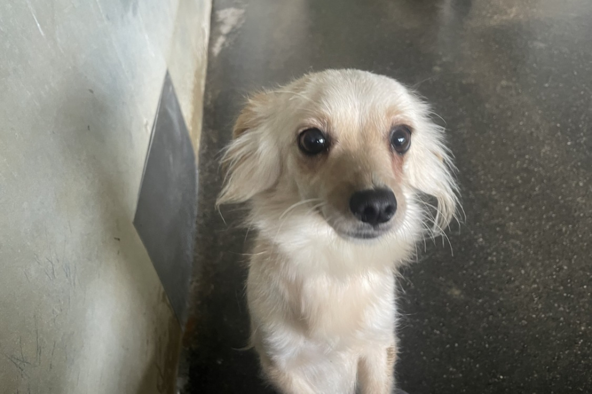 Photo de Vanille adoption duo