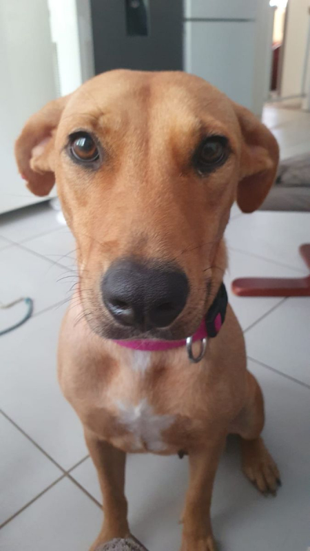 Photo #1 de BULMA, Femelle junior Berger Créole