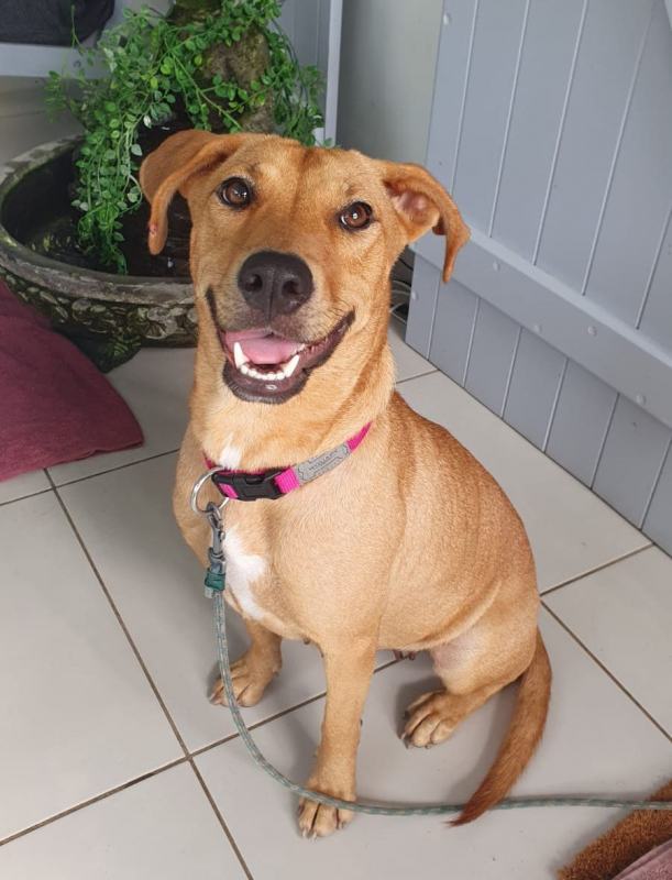 Photo #2 de BULMA, Femelle junior Berger Créole