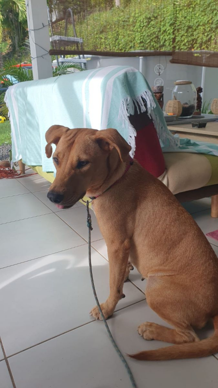 Photo #3 de BULMA, Femelle junior Berger Créole