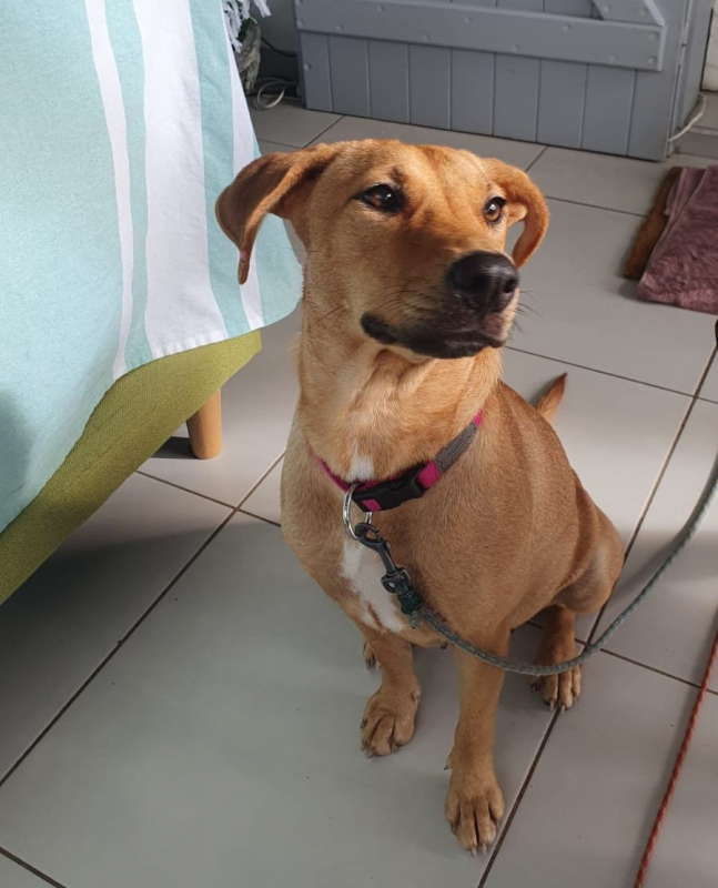 Photo #4 de BULMA, Femelle junior Berger Créole