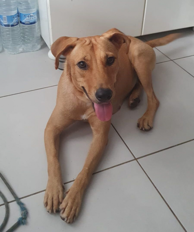 Photo #5 de BULMA, Femelle junior Berger Créole