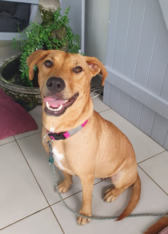 Photo #6 de BULMA, Femelle junior Berger Créole