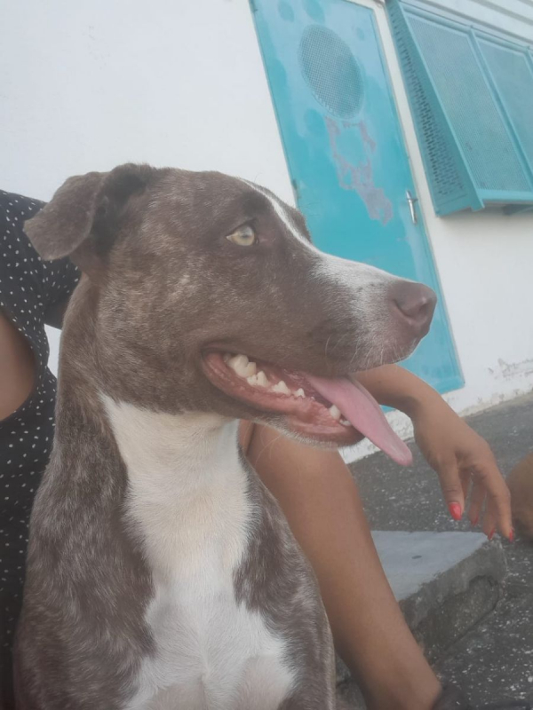 Photo #1 de CANDY, chiot femelle Berger Créole