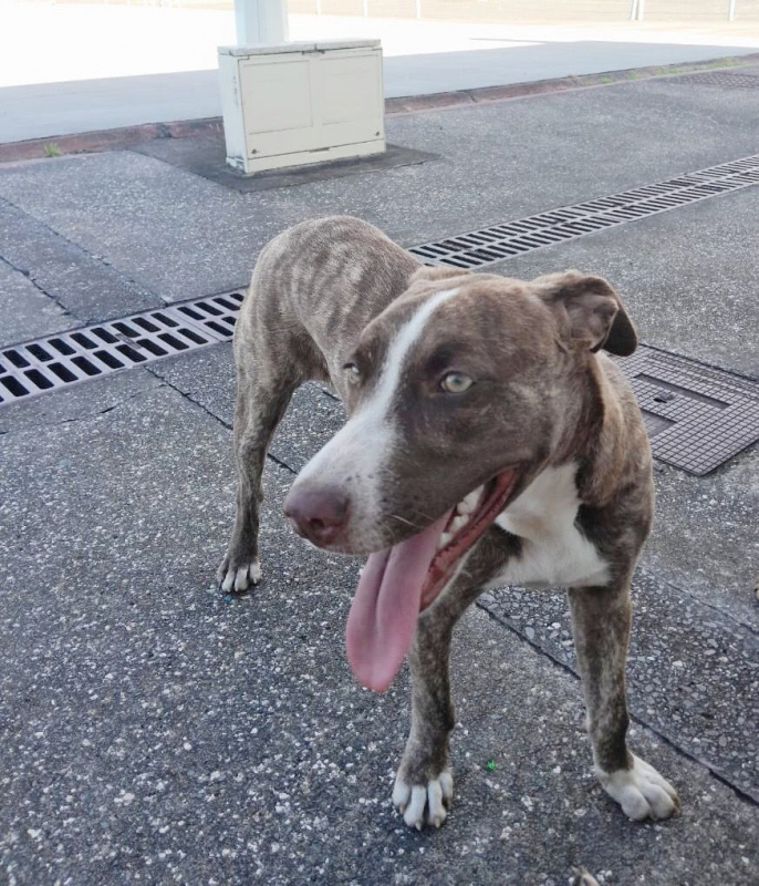 Photo #2 de CANDY, chiot femelle Berger Créole