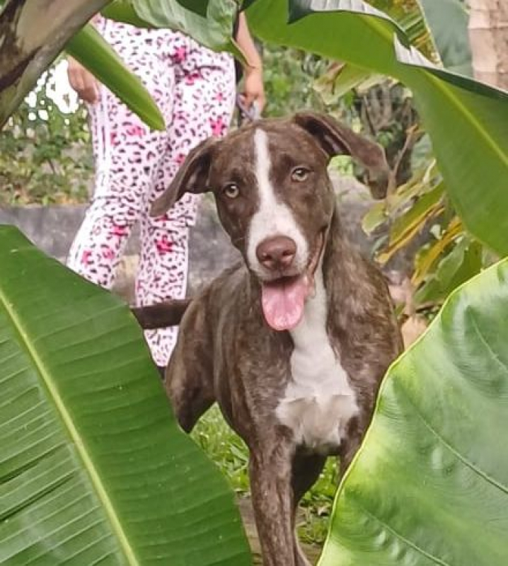 Photo #3 de CANDY, chiot femelle Berger Créole