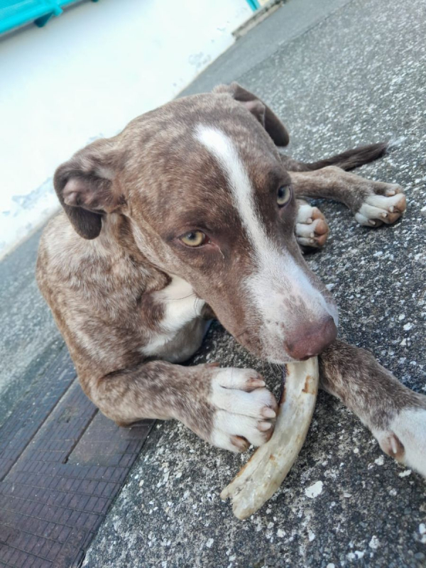 Photo #4 de CANDY, chiot femelle Berger Créole