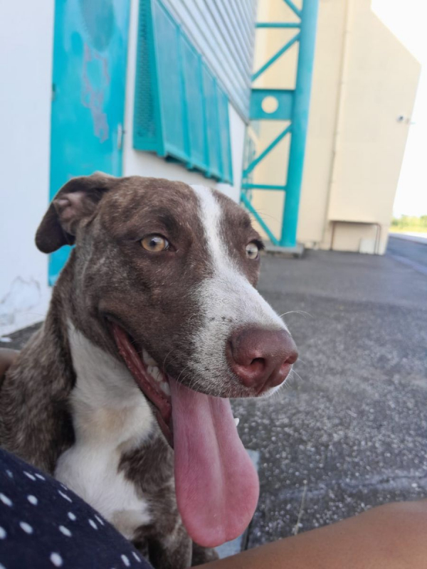 Photo #5 de CANDY, chiot femelle Berger Créole