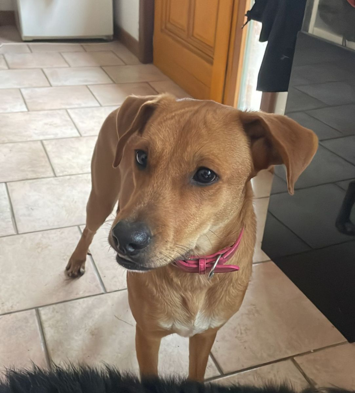 Photo #2 de CHOUPY, Mâle berger créole junior